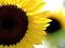 Sunflower166