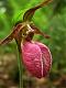 Ladyslipper